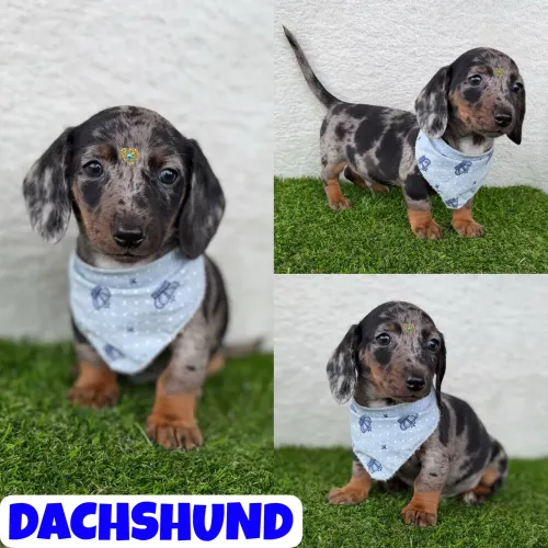 Machinho de Dachshund Arlequim (Basset, Cofap, Teckel) aqui no Puppy Stop