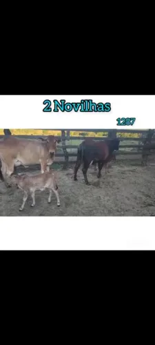 2 Novilhas Sindi