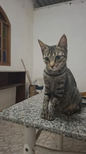 Gata adulta para doação