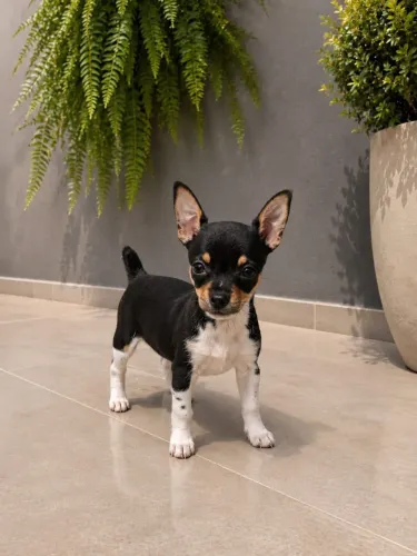 Pinscher macho