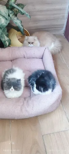 Gato