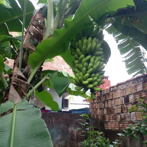 MUDAS DE  BANANA MAÇÃ  ORIGINAL  REGIONAL. 
