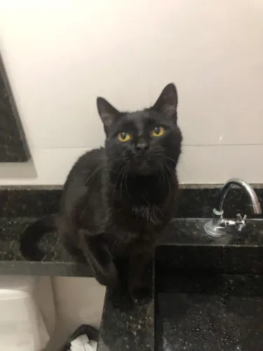 Doa-se gato macho adulto castrado 