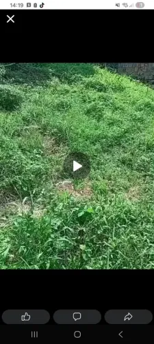 vendo um terreno 7 de frente 8 de fundo