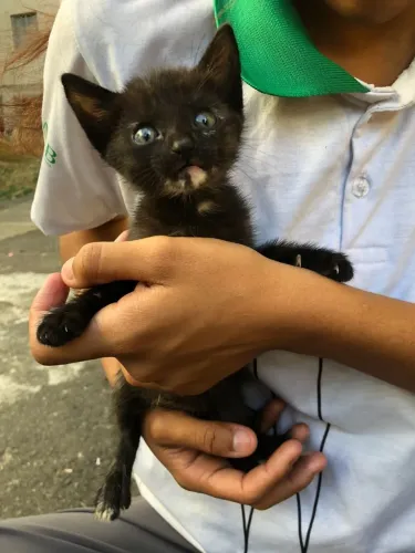 Gata fêmea 45 dias