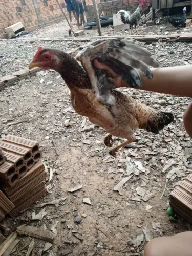 Vendo essa galinha não faço entrega