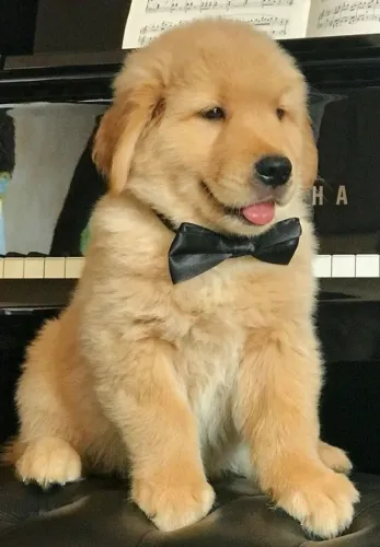 Cachorro filhote golden retriever saudável dócil com contrato