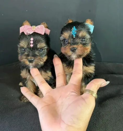 O mais charmosos e minúsculos filhotes de Yorkshire micro