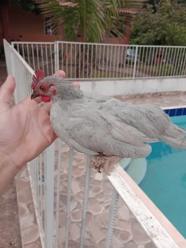 Franguinho mestiço belgian