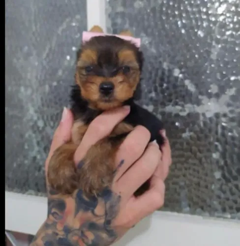 Filhotes de Yorkshire Terrier | Muito Carinho Esperando por Você