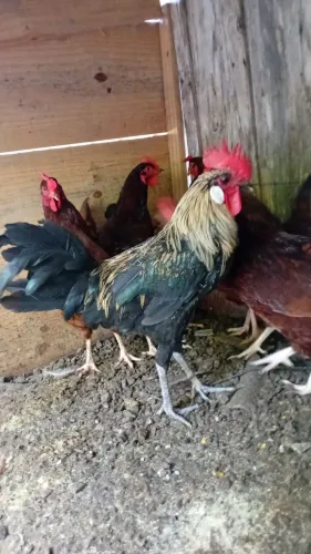 Galos cara de palhaço