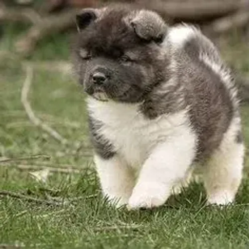 Akita Inu,Akita Inu Filhote Selecionado Alta Procedência