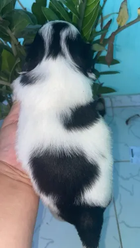 Vende cachorro da raça shitzu