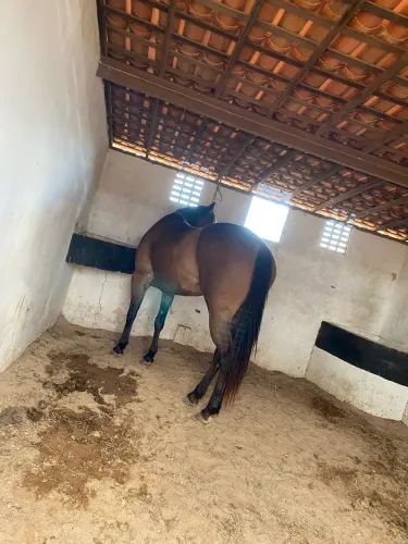 Vende-se égua iniciante em pista de mourão 