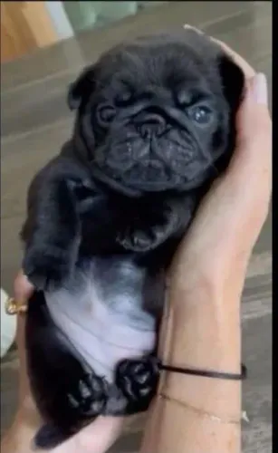 Pug
