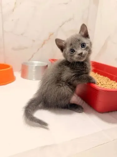 Russian Blue Femeas e Machos