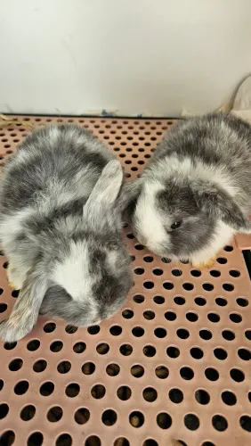 Coelho filhote mini LOP Uruguaio