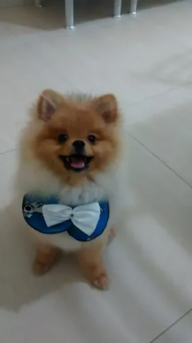 Spitz Alemão Anão - Laranja, branco, creme