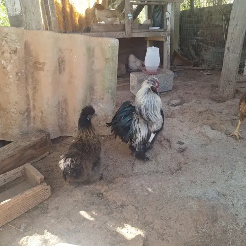 Galo Sedoso Exótico Aves Raras Ornamentais