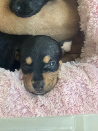 DOAÇÃO DE CACHORRO
