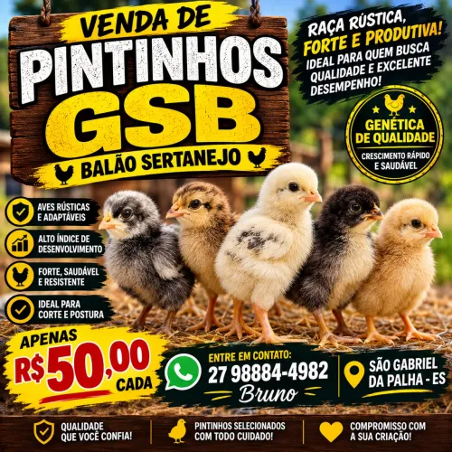 Pintinhos gsb