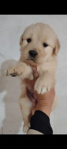 Filhote macho de Golden Retriever