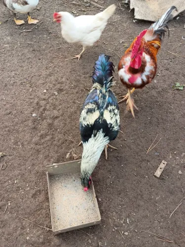 Vendo Galos bonitos e gordos