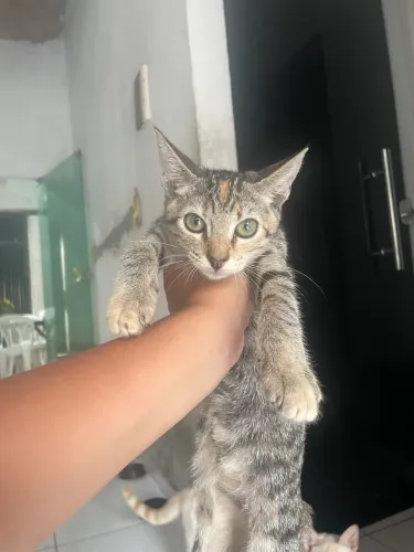 Gatinhos para doação 
