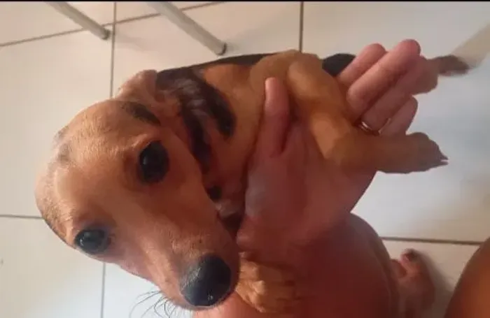Pincher número 3 pra doação 8 meses de vida