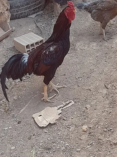 Vendo um galo caipira 100 reais em águas lindas 2