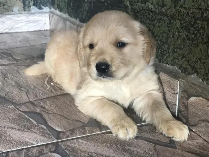 Golden retriever excelente linhagem 