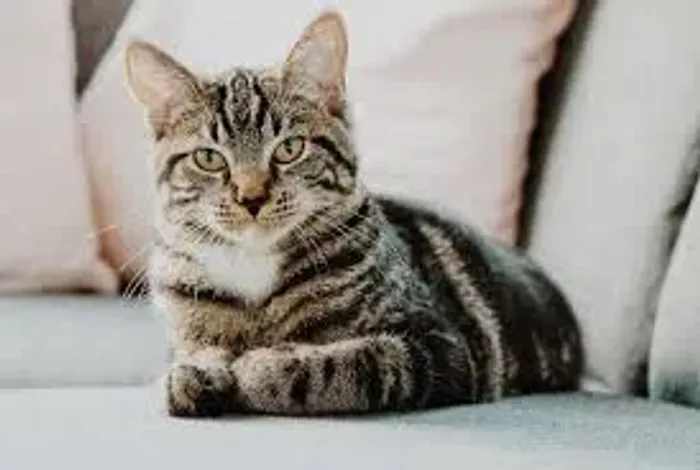 Doação De Gatos