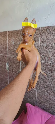 Pinscher com 60 dias vermifugado e vacinado