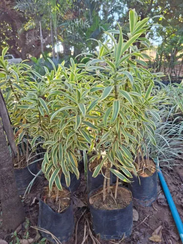 Dracena pleomele variegata 