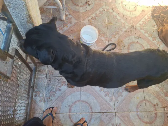 Estou doando esse rotweiller.