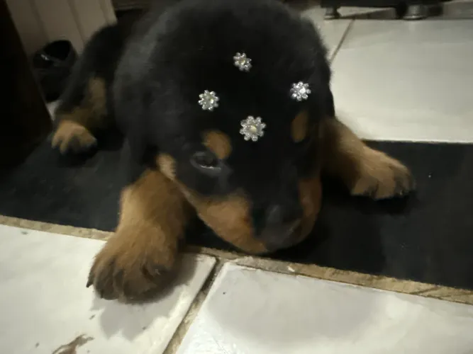 Rottweiler filhote