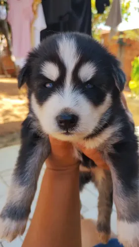 Filhote de Husky Siberiano