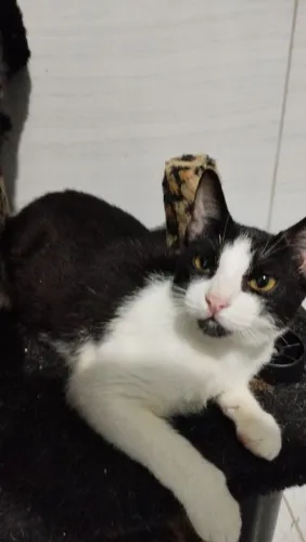 Gatinho macho frajola 
