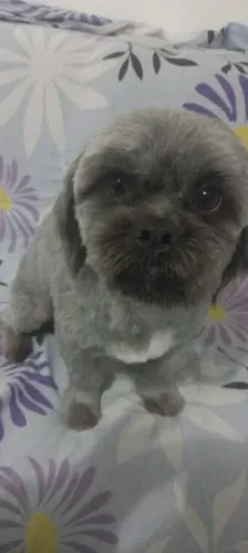 Shih tzu