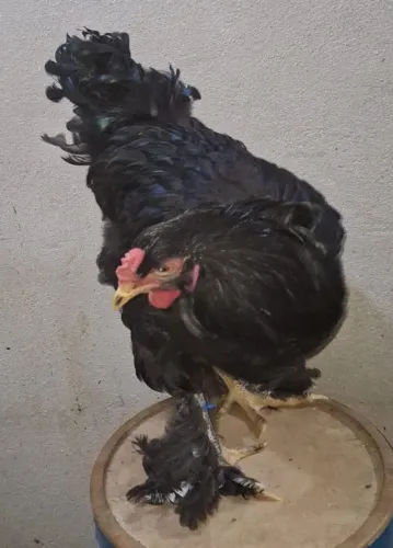 Frango brahma black