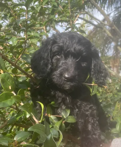 Filhote Poodle preto puro!!