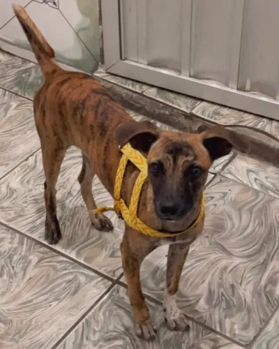Cachorro Macho Para Adoção Responsável