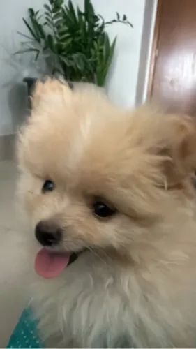 Filhote spitz lulu pequenino 75 dias