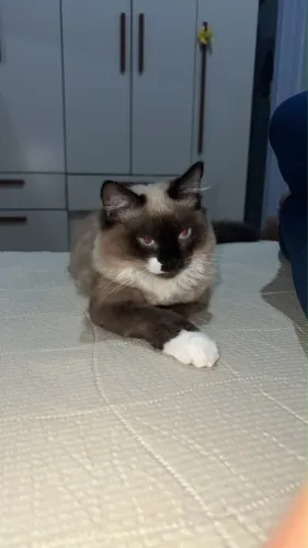 Adoção