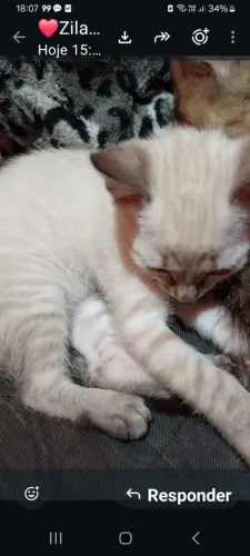 Gatinho para doação