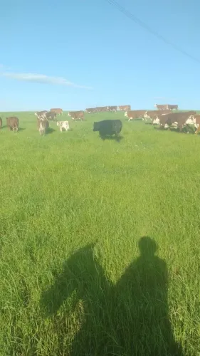 Terreno Agrícola à Venda no Bairro Seival com Área de 121.000 m²