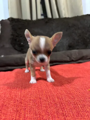 Chihuahua fêmea 3000