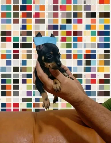Pinscher