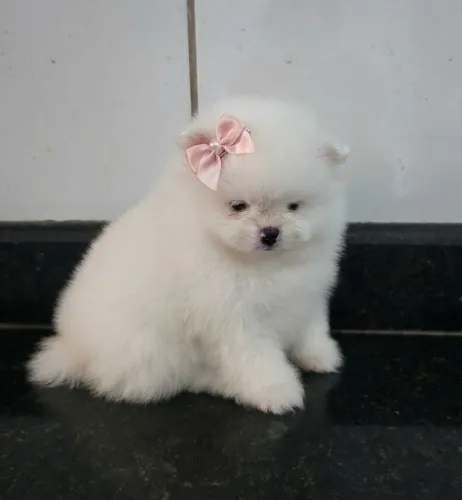 Spitz alemão fêmea 