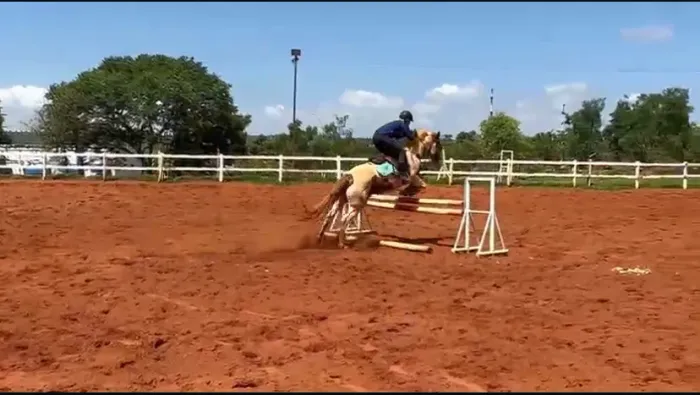 Garanhão para hipismo 